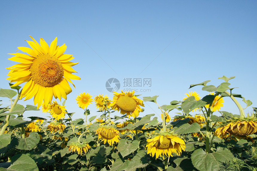 向日葵田开花橙子太阳照片花朵植物群草地叶子种植园蓝色晴天图片