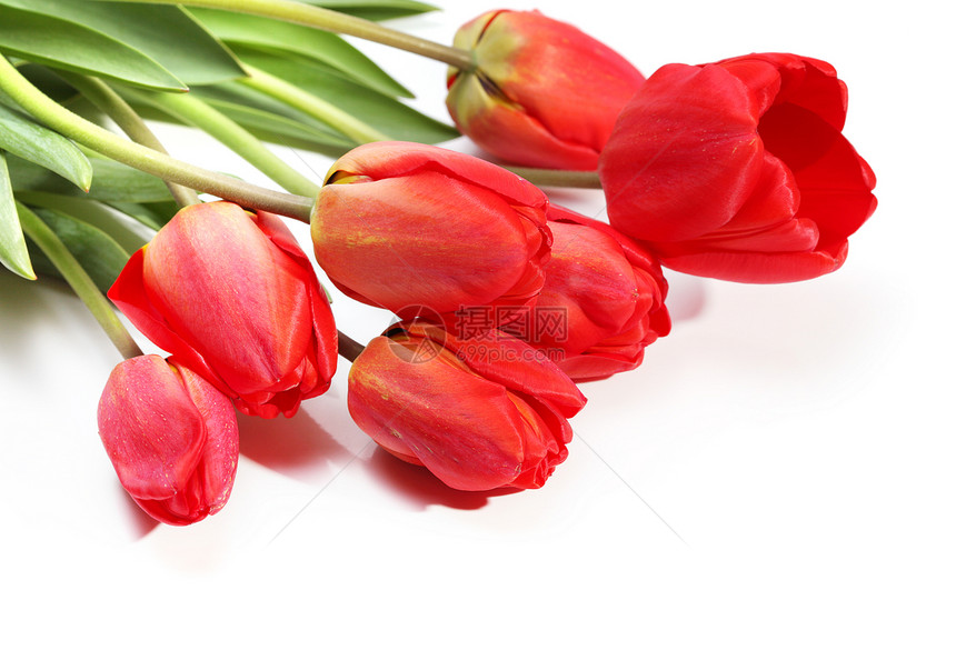 红色郁金香花束邀请函卡片叶子紫色团体美丽白色图片