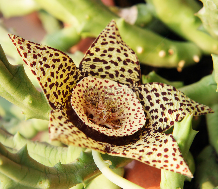 绿色树叶(Stapelia)图片