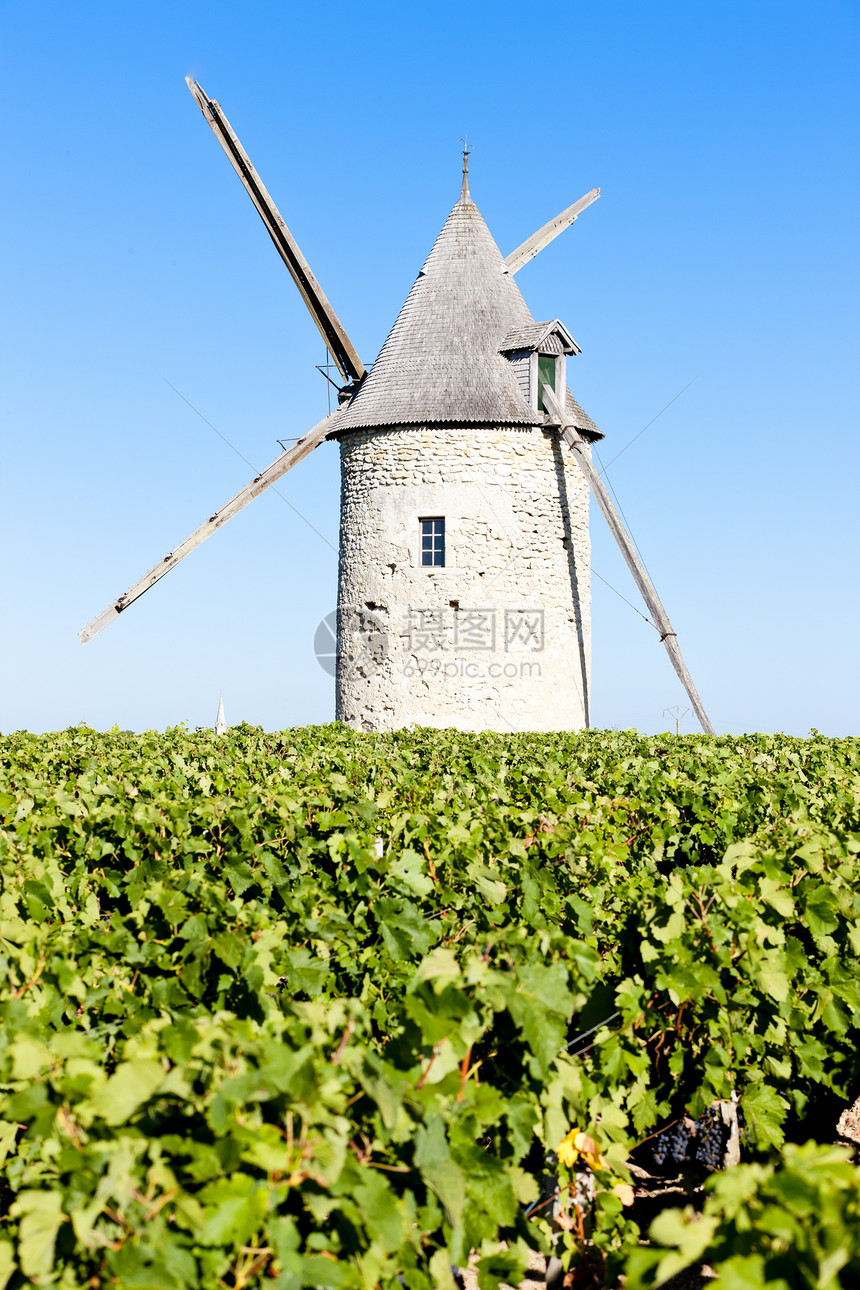 法国波尔多州Blaignan附近有风车的葡萄园外观建筑学旅行藤蔓植物栽培农业位置建筑葡萄图片