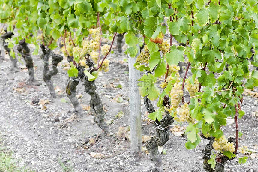 葡萄园中的白葡萄 法国阿quitaine农业栽培水果植物群藤蔓地区酒业外观葡萄收成图片