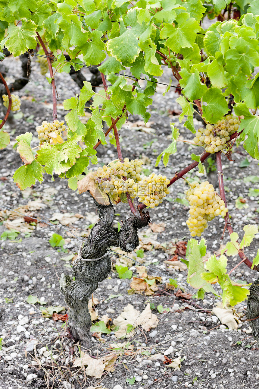 葡萄园中的白葡萄 法国阿quitaine植物群酒业栽培葡萄植被农业水果植物藤蔓地区图片