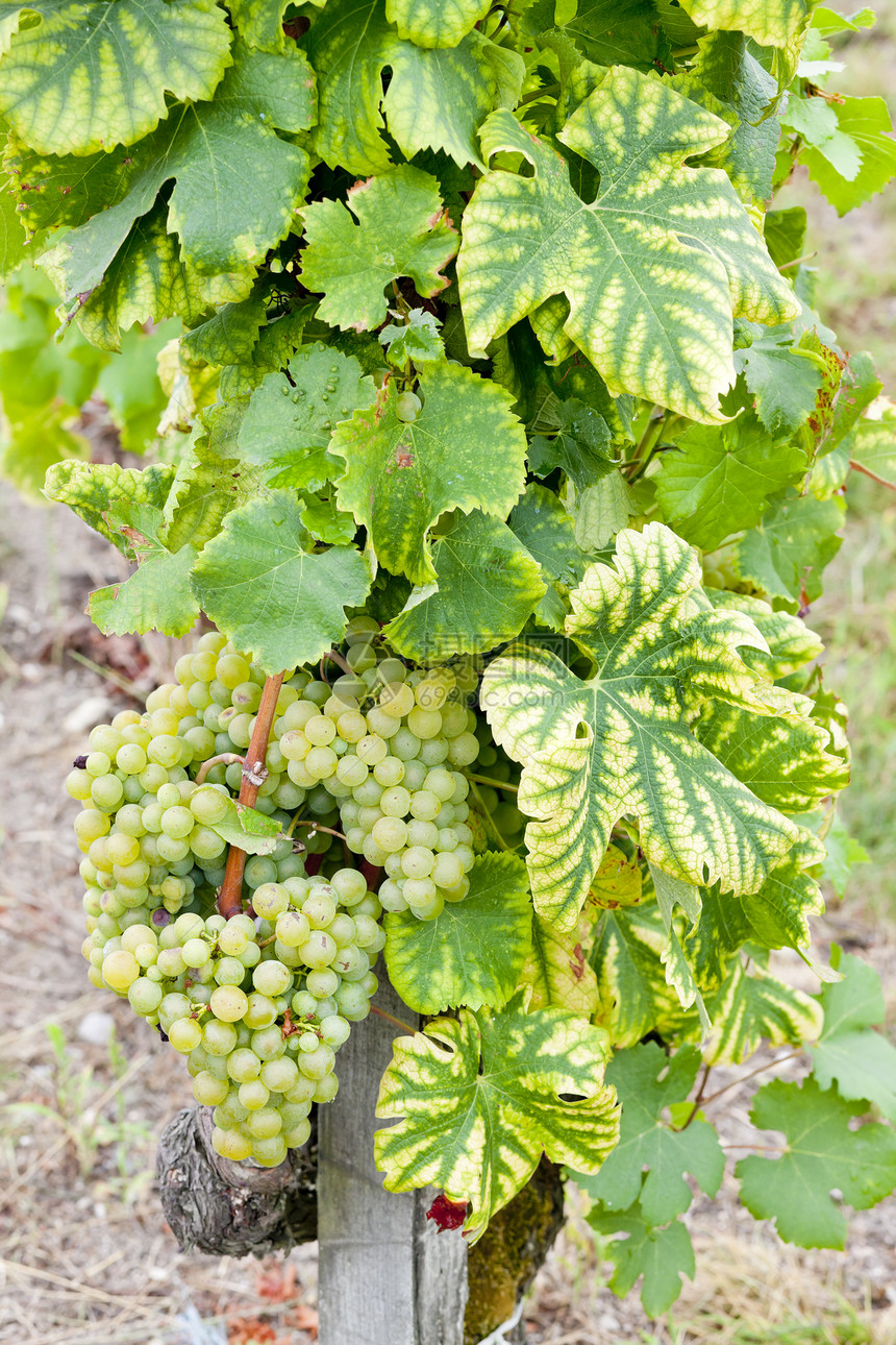 法国阿quitaine地区  Saternes  的白葡萄叶子收成藤蔓植物植被绿色外观栽培葡萄葡萄园图片