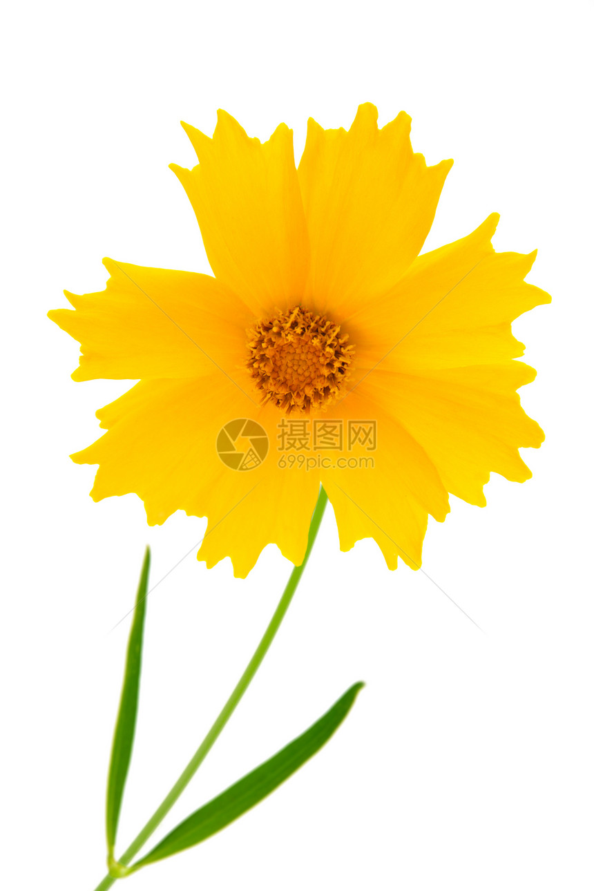 Coreopsis 花朵  拉丁孤立在绿色雏菊白色庆典树叶花瓣叶子植物群植物压痛图片