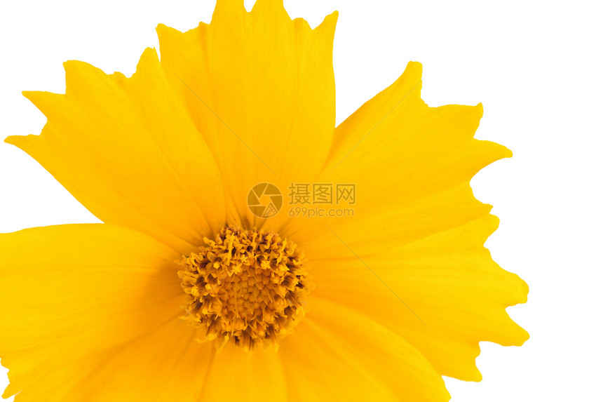 Coreopsis 花朵  拉丁孤立在叶子压痛白色树叶植物黄色绿色雏菊植物群庆典图片