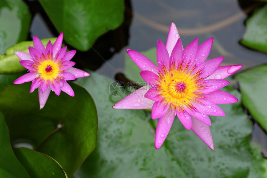 莲花花百合季节花瓣池塘软垫明信片植物公园宏观荷花图片