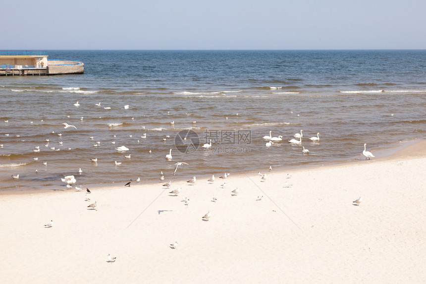 科洛布扎格海滩海鸥海滩晴天生态鸟类天空码头波浪图片
