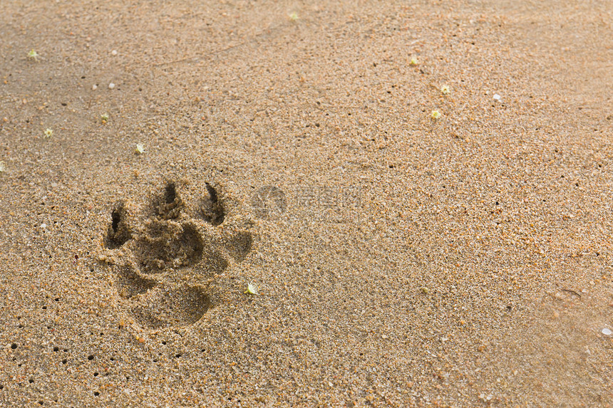 狗脚足足迹爪子宏观海滩脚印印刷踪迹烙印沙丘摄影模仿图片