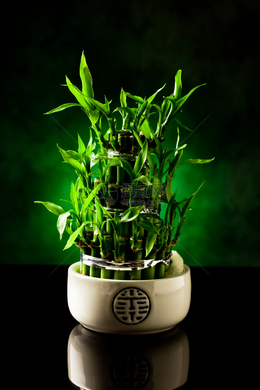 竹竹植物热带树叶边框花园运气植物学叶子丛林竹子文化图片