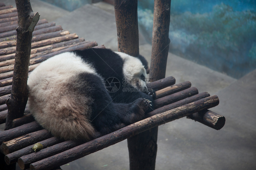 施拉芬德潘达木头动物园动物群野生动物哺乳动物野外动物目的地熊猫旅游荒野图片