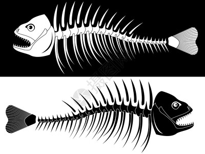 鱼的骨骼尾巴插图下脚料解剖学犬类白色牙齿椎骨遗迹颅骨背景图片