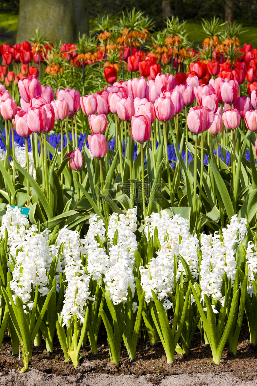 Keukenhof花园 荷兰里塞利瑟花园位置植被公园季节花朵世界植物植物群图片