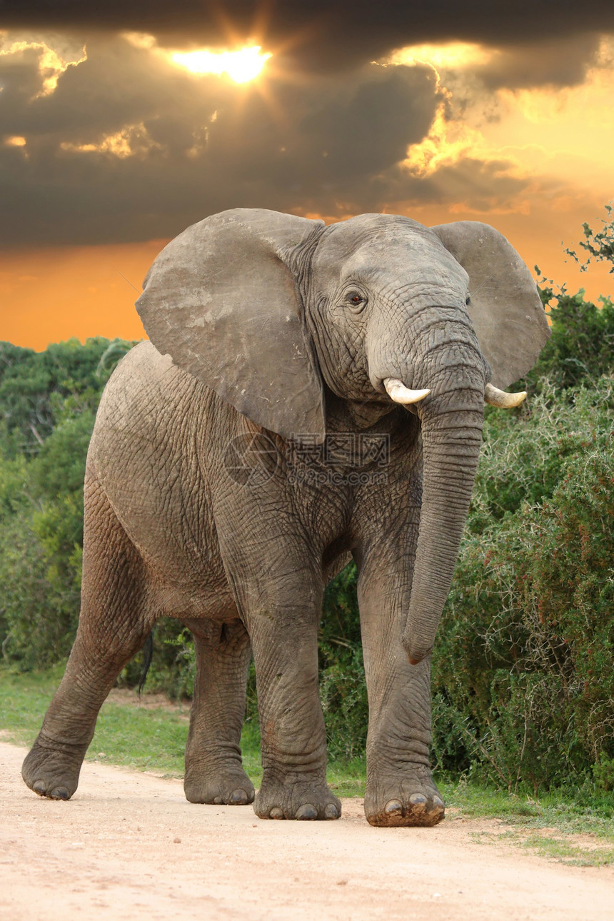 日落时的非洲大象图片