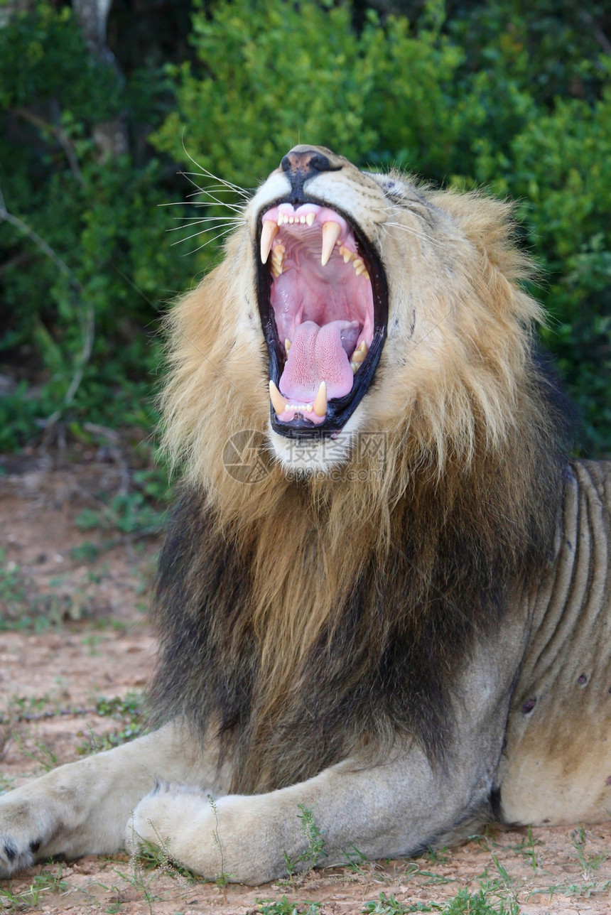 狮子与圆嘴露口展示牙齿图片