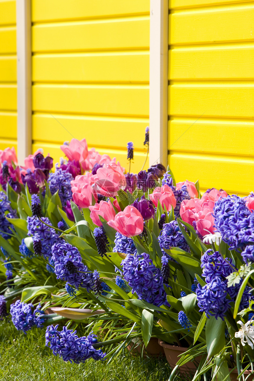 Keukenhof花园 荷兰里塞花园外观黄色季节粉色紫色植物学植物群利瑟植被图片