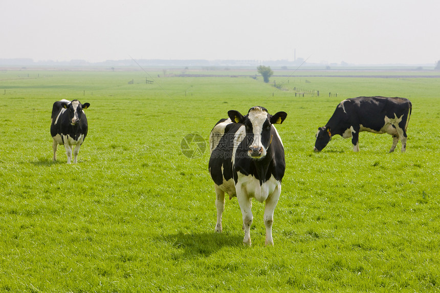 荷兰弗赖斯兰哺乳动物农业家畜农场动物学生产国家动物奶牛牧草图片
