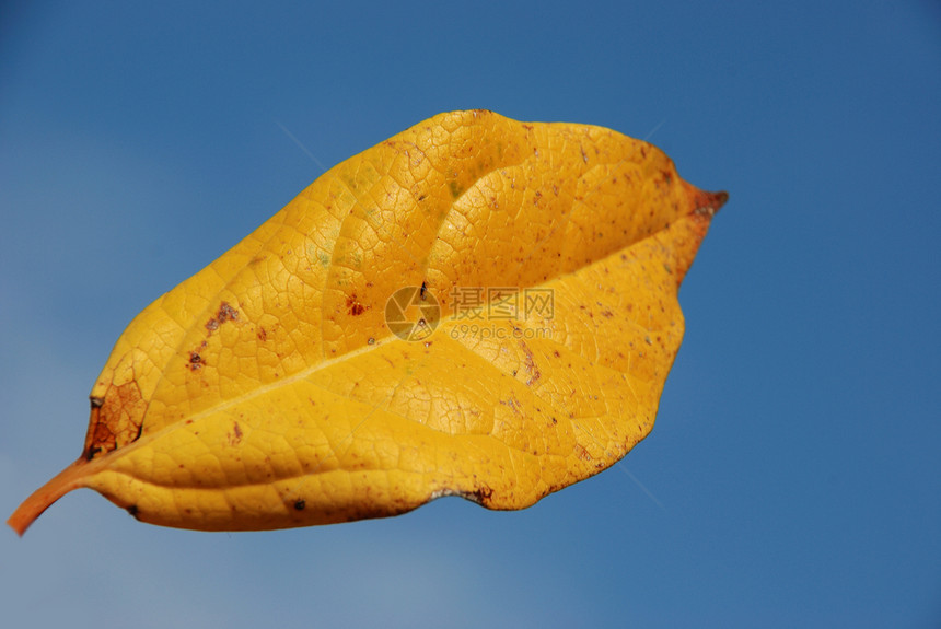叶子棕色树叶地面季节蓝色图片