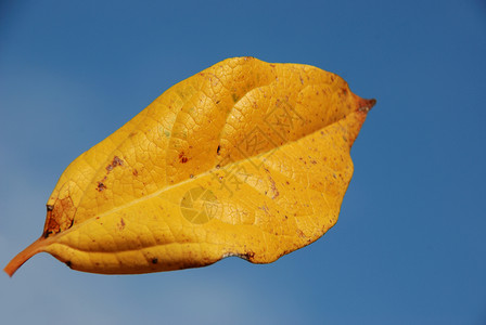 叶子棕色树叶地面季节蓝色背景图片