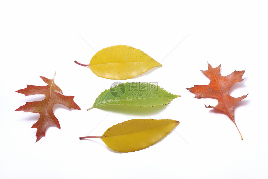 白背景上的叶子木头黄色植物绿色季节树叶棕色金子红色图片