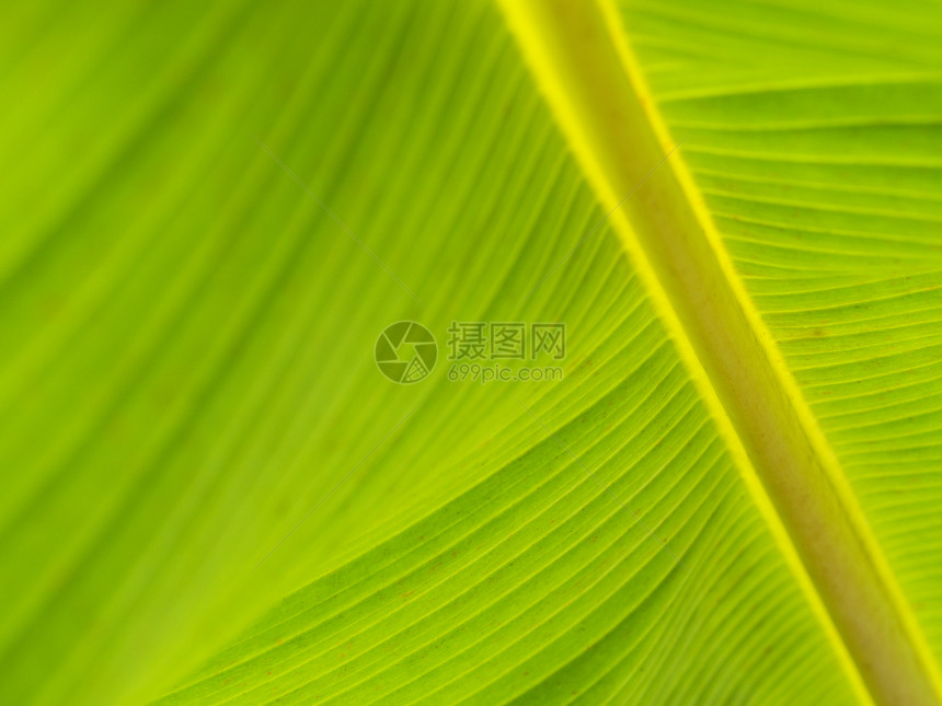 香蕉叶静脉植物学树叶宏观植物阴影叶绿素生长光合作用香蕉图片