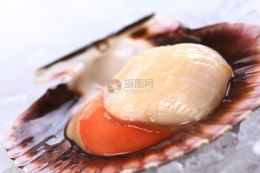 Raw Queen 冰上的扇贝海鲜食物贝类美味水平宏观贝壳美食照片鱼子图片