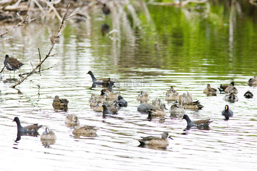 美国佛罗里达州Everglades国家公园外观鸟类水鸟荒野水禽沼泽地鸭子世界位置动物群图片