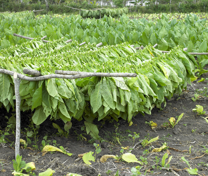 古巴省烟草收获世界收成农村种植园烟草业农作物外观农业绿色叶子图片