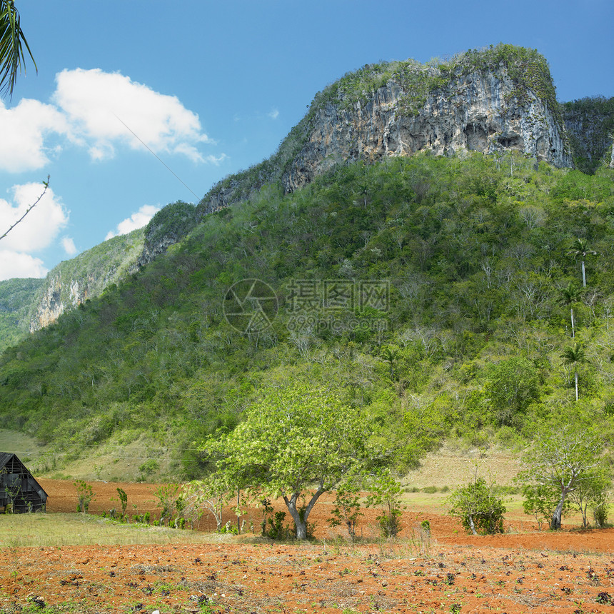 古巴比那尔德里奥省维纳莱斯谷外观风景植物学爬坡世界遗产树木植物群旅行植物热带图片