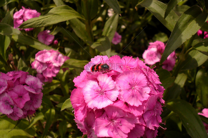 甜蜜的威廉花朵大自然植物群红色甲虫动物群图片
