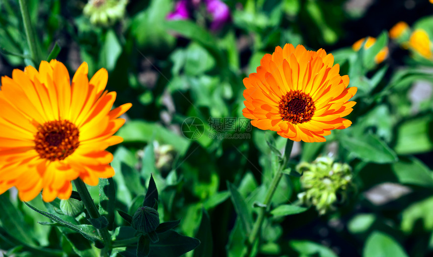 Calendula 计算元盘植物万寿菊生长金盏花弹簧花园园艺花瓣草地绿色图片