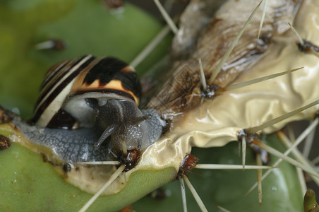 蜗牛和仙人掌食用一个肥料厂的被剥除的地蜗牛脊柱肉质背景