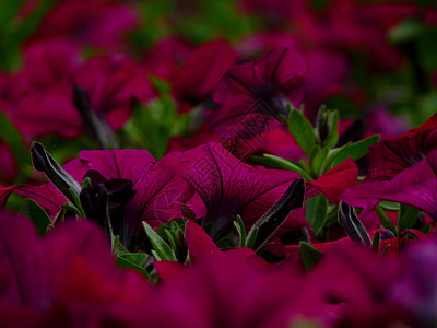 矮牵牛植物学紫色花朵花园植物背景图片