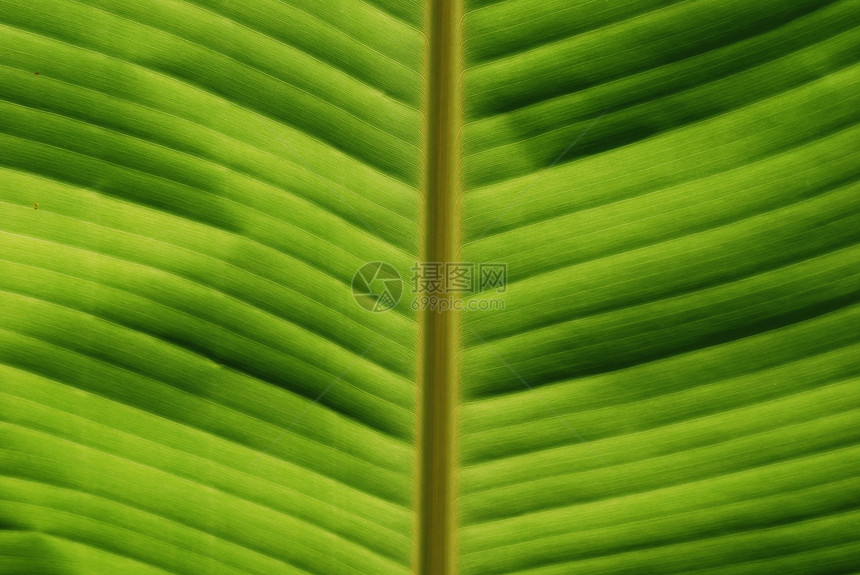 热带叶切合花园异国雨林线条绿色叶绿素植物条纹植物群丛林图片