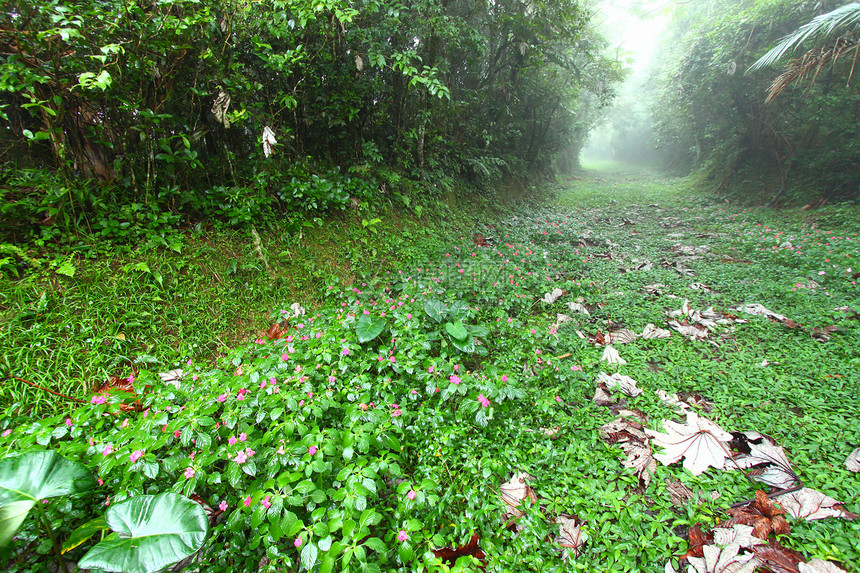 雨林之路波多黎各生态里科栖息地自然资源公园生活雨林环境蕨类热带图片