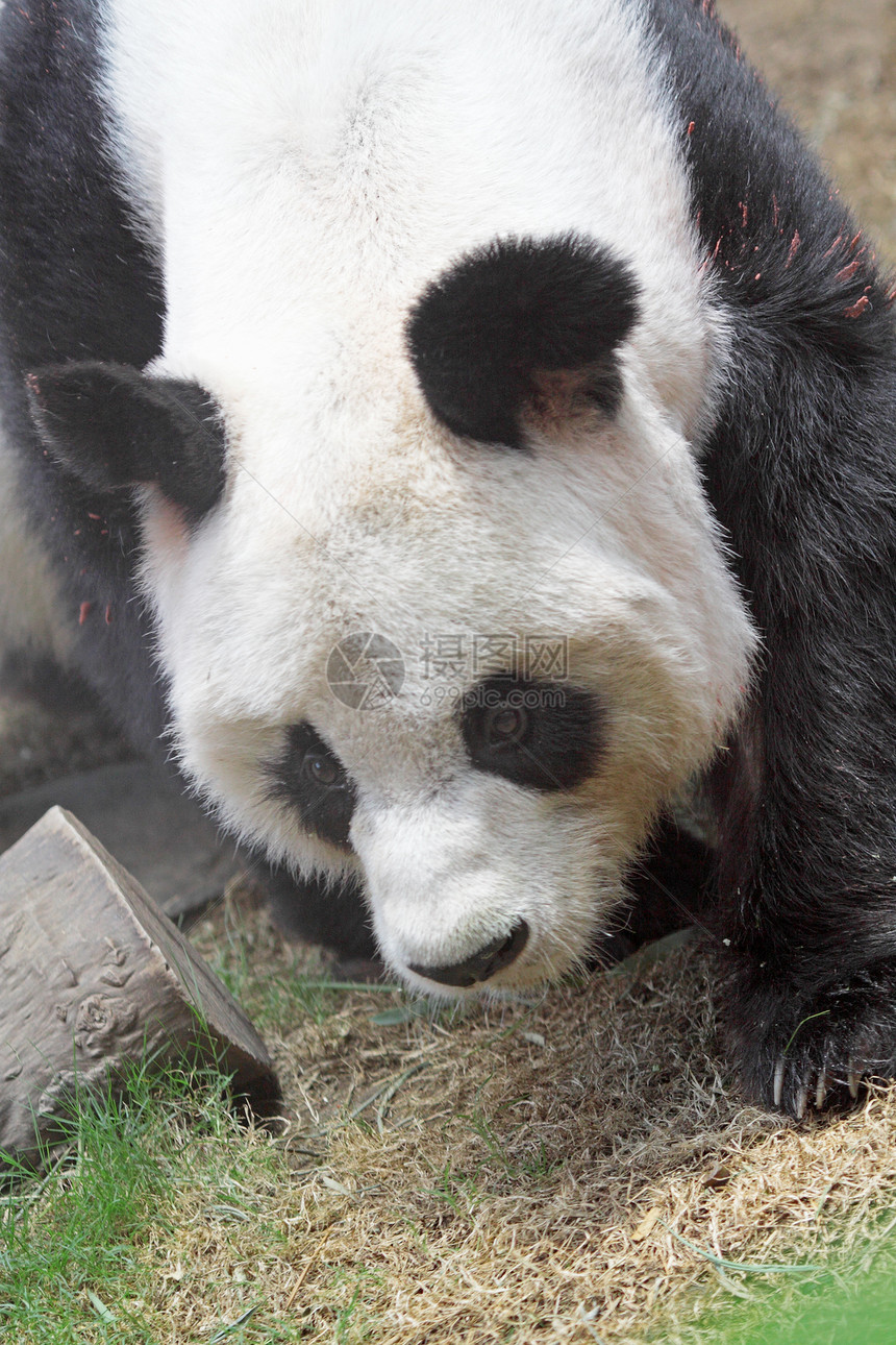 巨熊熊熊步行旅游危害哺乳动物栖息地丛林冒充树木荒野森林熊猫图片