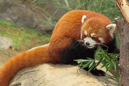 红熊猫生物森林竹子公园野生动物富根动物树干生活哺乳动物吃高清图片素材