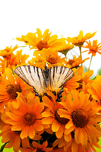 黑色眼花的布束 苏珊黄色鲜花 草地上有蝴蝶生长翅膀黑眼菊科昆虫场地绿色植物群花朵白色背景图片