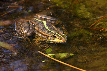 青蛙绿池塘生态宏观沼泽动物身体环境眼睛生活爬虫坐着高清图片素材