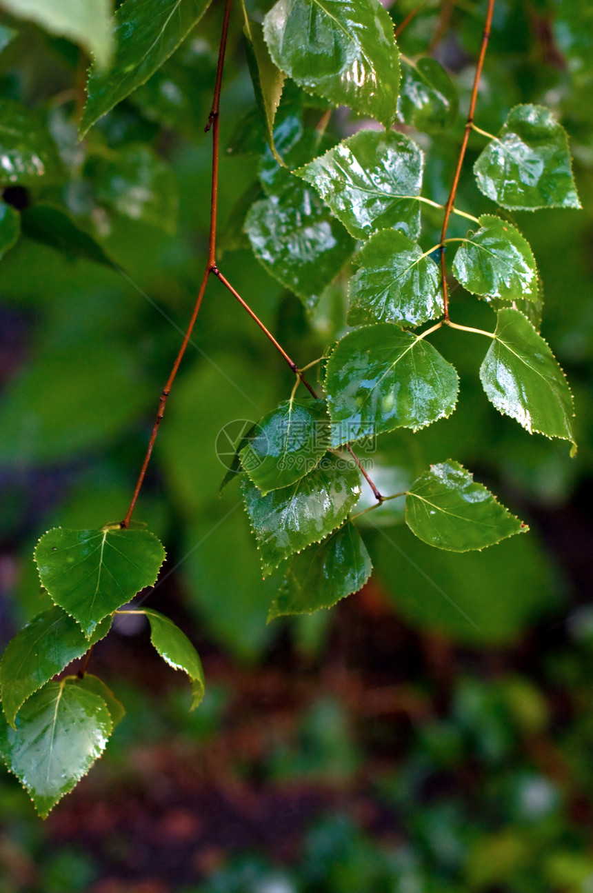 雨后叶子反射环境森林生长雨滴露珠植物群花园液体天气图片