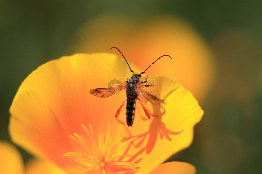 林瑙斯长角牛黄色红色螨虫昆虫生态亚麻动物甲虫宏观图片