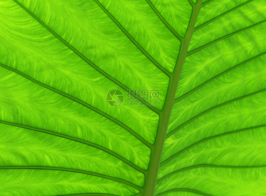 绿叶叶叶子绿色植物宏观生活生长脊柱植物学植物群季节细胞图片