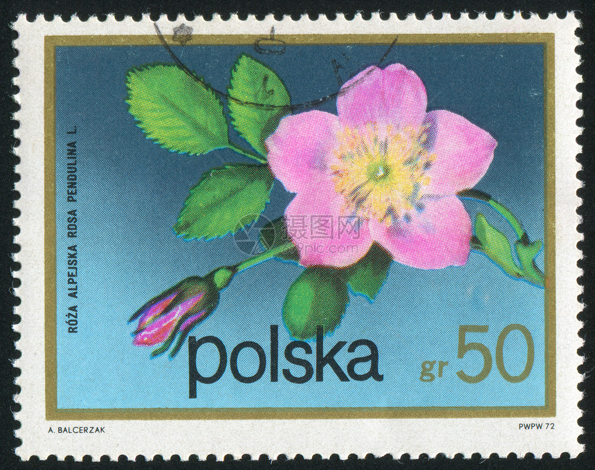 邮票花历史性植物植物群邮戳邮资邮件高山明信片花瓣海豹图片