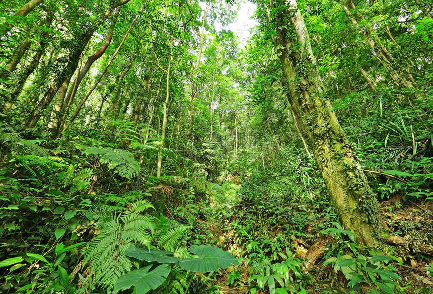 丛林热带环境荒野野生动物天堂活力流动阳光墙纸叶子图片