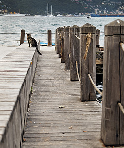 磷码头上的猫高清图片