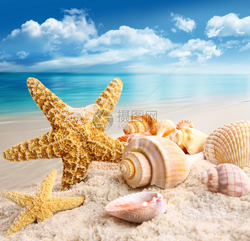 海星和海边的贝壳海滨风景假期热带闲暇扇贝海星阳光海洋海岸图片