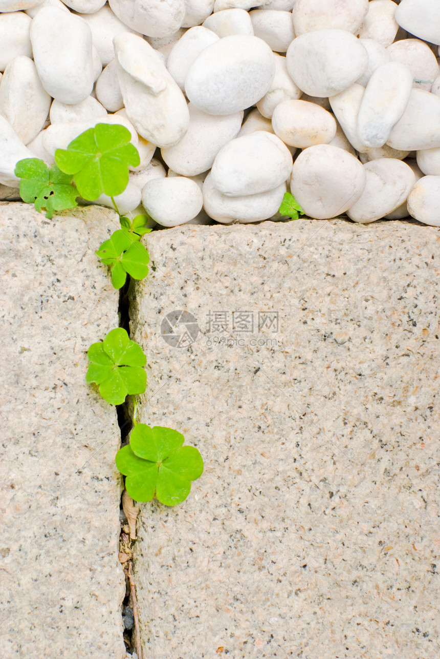 白卵石和新生儿在爬动的叶叶宏观岩石精神冥想墙纸石头植物平衡花园叶子图片