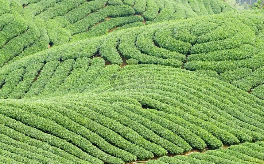 复杂的陆地形态和茶叶树季节地貌生长农村草地土地叶子高地风景栽培图片