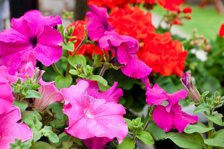 佩蒂娜植物团体活力花瓣紫色粉色花园季节美丽植物学开花高清图片素材