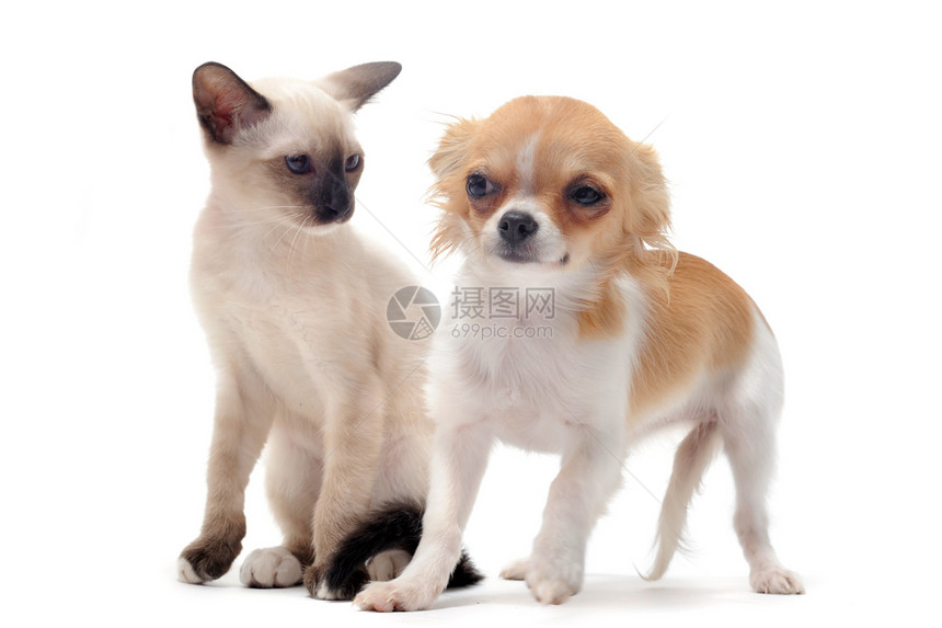 小狗吉娃娃和小猫伴侣棕色朋友们宠物犬类连体动物工作室白色友谊图片
