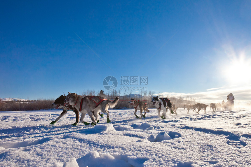 狗队拉拖雪车犬类跑步马具精神动物背光速度宠物雪橇毛皮图片